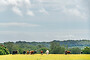 New Forest