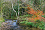 Autumn Stream