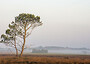 Hartland Moor