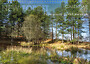 New Forest 2027 Calendar