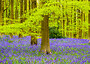 Bluebell Woods